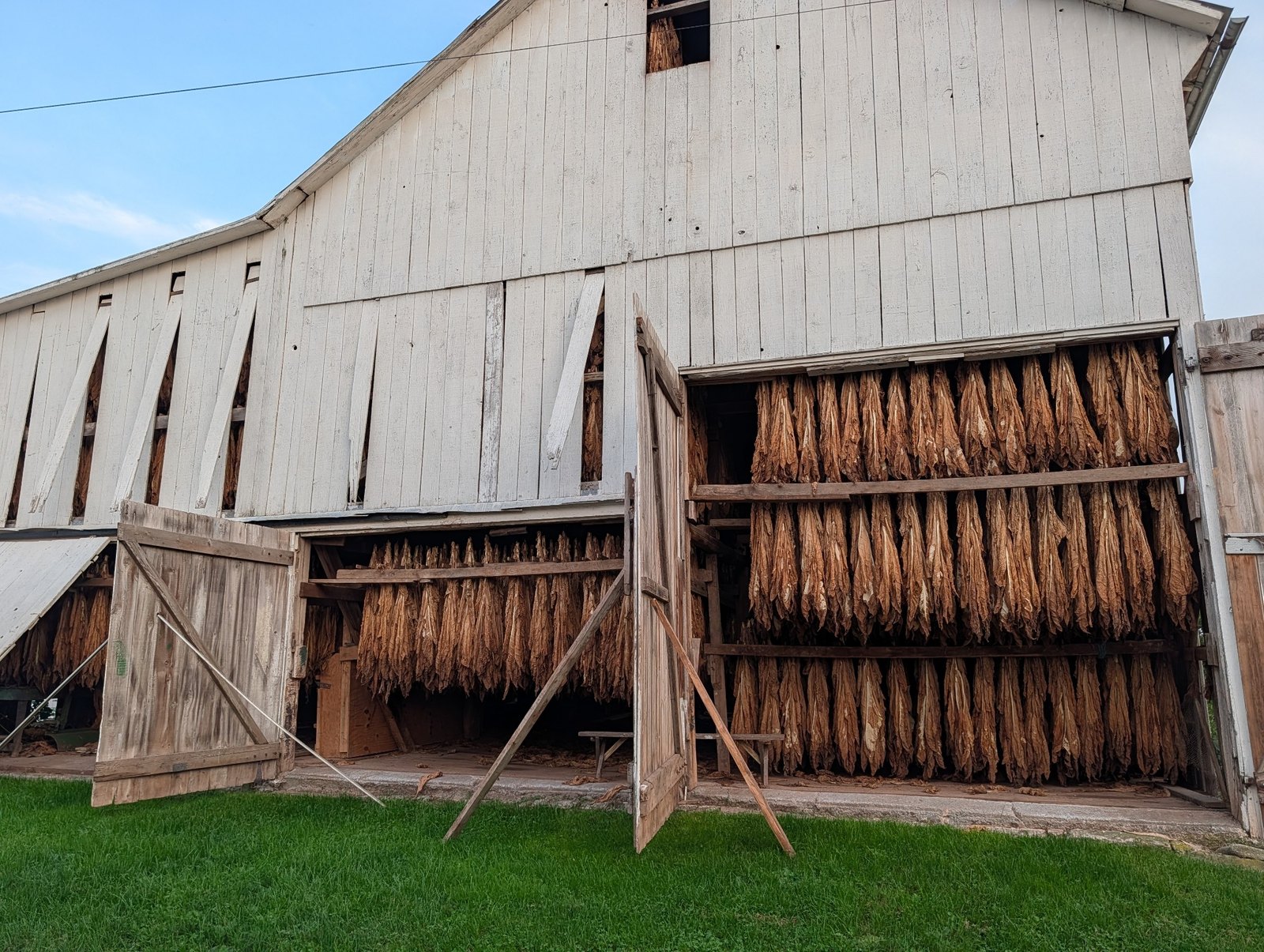 Tobacco drying in a Lancaster County barn
